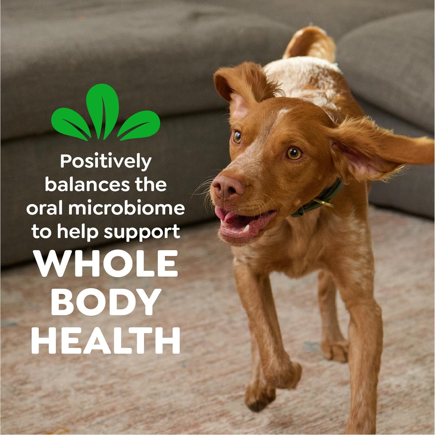 Original Large Dog Natural Dental Treats (50 -100 Lb. Dogs)